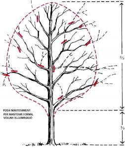 PruneCanopyMedium