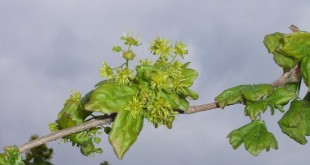 Acer Campestris-flor