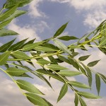Fraxinus angustifolia-creixement