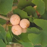 Ginkgo biloba- fruit arbre femení