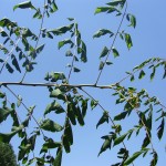 Koelreuteria paniculata-creixement
