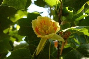 Liriodendron tulipifera-Flor