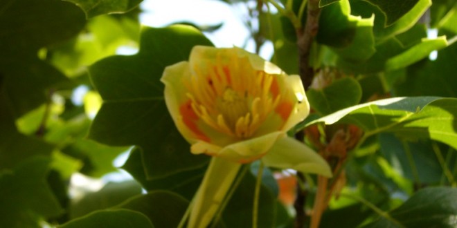 Liriodendron tulipifera-Flor