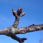 Prunus avium-estadi B
