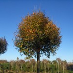 Prunus fructicosa Globosa-arbre tardor