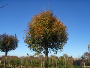 Prunus fructicosa Globosa-arbre tardor