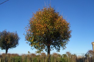 Prunus fructicosa Globosa-arbre tardor
