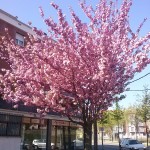 Prunus serrulata Kanzan-arbre florit