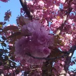 Prunus serrulata Kanzan-flors