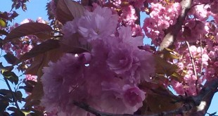 Prunus serrulata Kanzan-flors