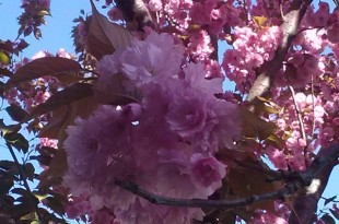 Prunus serrulata Kanzan-flors