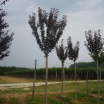 Prunus serrulata Royal Burgundy-arbre estiu