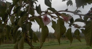Prunus subhirtella Autumnalis-flor