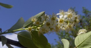 Prunus virginiana Shubert-flor