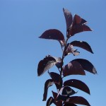 Prunus virginiana Shubert-fulles estiu