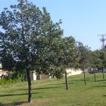 Quercus pubescens-alineació