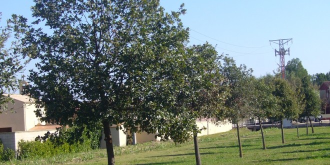 Quercus pubescens-alineació