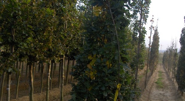 Quercus robur Fastigiata Koster-format fastigiat