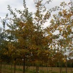Quercus robur-coloració