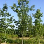 Quercus rubra-arbre estiu