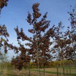 Quercus rubra-arbre tardor