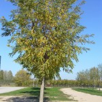 Robinia pseudiacacia Frisia-arbre carrer