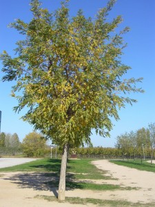 Robinia pseudiacacia Frisia-arbre carrer