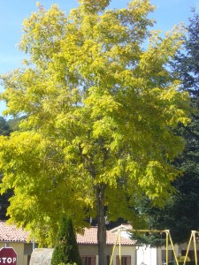 Robinia pseudiacacia Frisia-arbre tardor