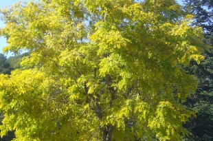 Robinia pseudiacacia Frisia-arbre tardor
