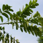 Robinia pseudoacacia Bessoniana-creixement