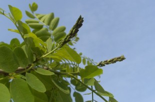 Robinia pseudoacacia Bessoniana-estadi D