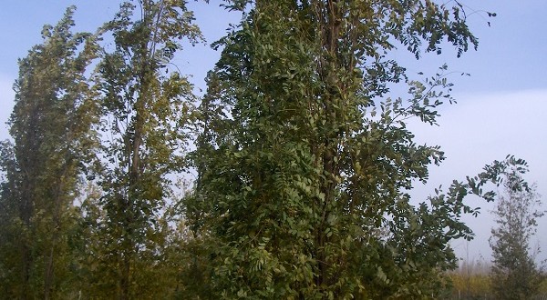 Robinia pseudoacacia Fastigiata-arbre tardor