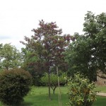 Robiniaxmargaretta Casque Rouge-arbre adult