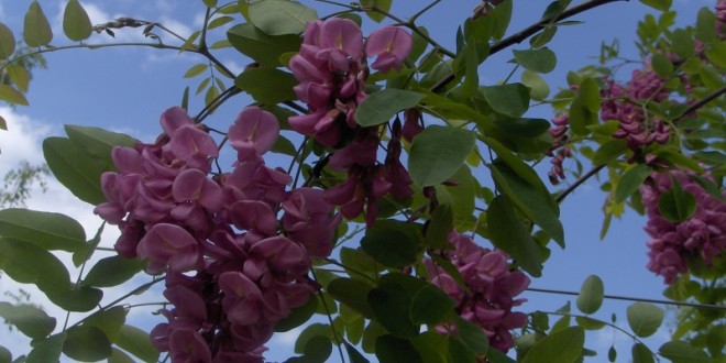 Robiniaxmargaretta Casque Rouge-flor