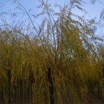 Salix alba Vitellina Pendula-arbre tardor