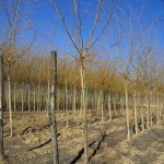 Salix alba Vitellina Pendula-format copa