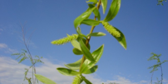 Salix alba-flor