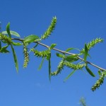 Salix babylonica-flor