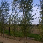 Salix matsudana Tortuosa-arbre tardor