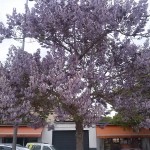 Paulownia tomentosa-arbre florit