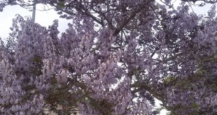 Paulownia tomentosa-arbre florit