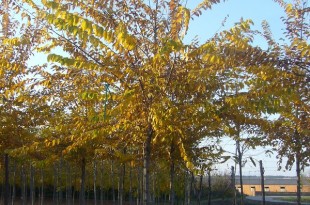 Ulmus resista Sapporo Gold-arbre tardor