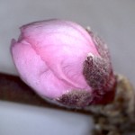 Prunus-persicae-estadi-D1