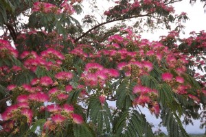 Albizia julibrissin Ombrela-flors