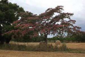 Albizia julibrissin-arbre florit