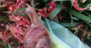 Slow food: alimentació en les plantes