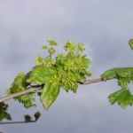 Acer Campestris-flor