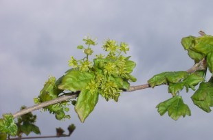 Acer Campestris-flor