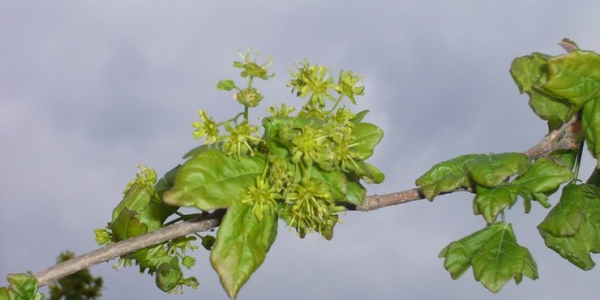 Acer Campestris-flor