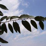 Eleagnus angustifolia caspica-creixement